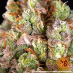 CRITICAL KUSH AUTO - Image 2