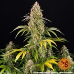 CRITICAL KUSH AUTO - Image 3