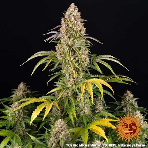 CRITICAL KUSH AUTO - Image 3