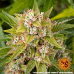 CRITICAL KUSH AUTO - Image 4