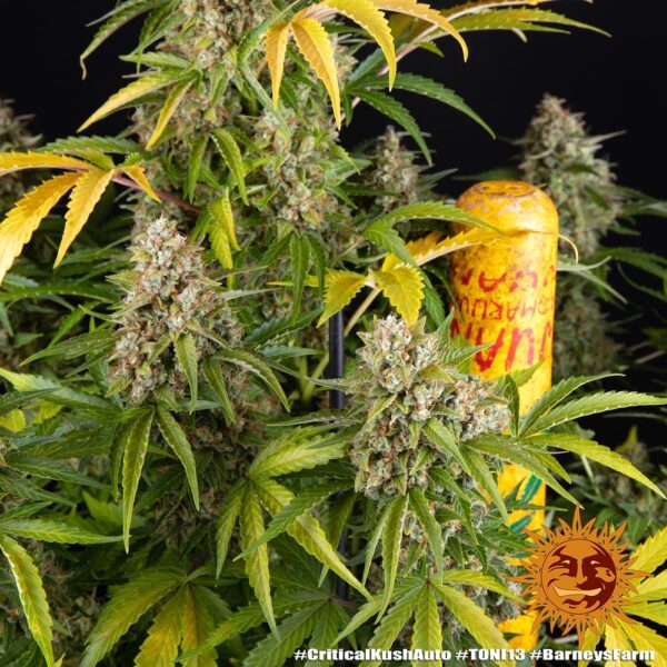 CRITICAL KUSH AUTO - Image 5