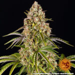A lush, majestic, and beautiful cannabis plant full of buds, grown from Critical Kush Auto seeds cultivated by Barney's Farm Company.