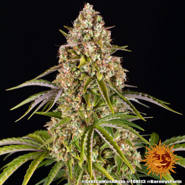 A lush, majestic, and beautiful cannabis plant full of buds, grown from Critical Kush Auto seeds cultivated by Barney's Farm Company.