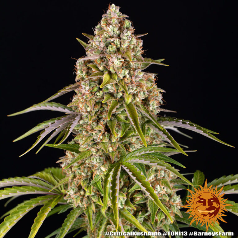 A lush, majestic, and beautiful cannabis plant full of buds, grown from Critical Kush Auto seeds cultivated by Barney's Farm Company.