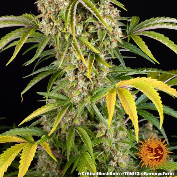 CRITICAL KUSH AUTO - Image 6