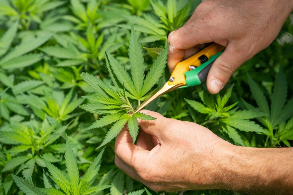 a proper mother plant for cloning cannabis