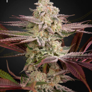 a cannabis plant grown from chemical bride seeds by green house