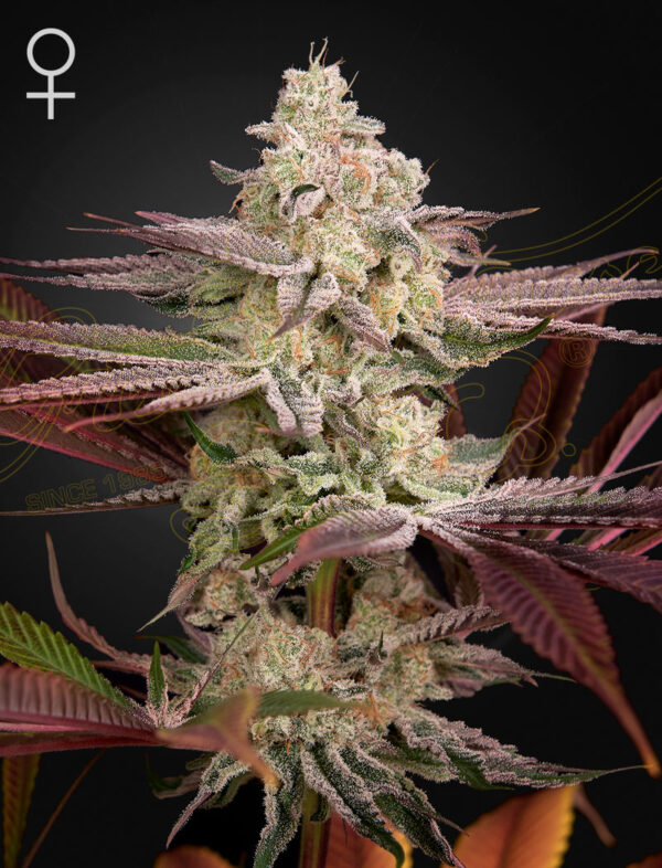 a cannabis plant grown from chemical bride seeds by green house