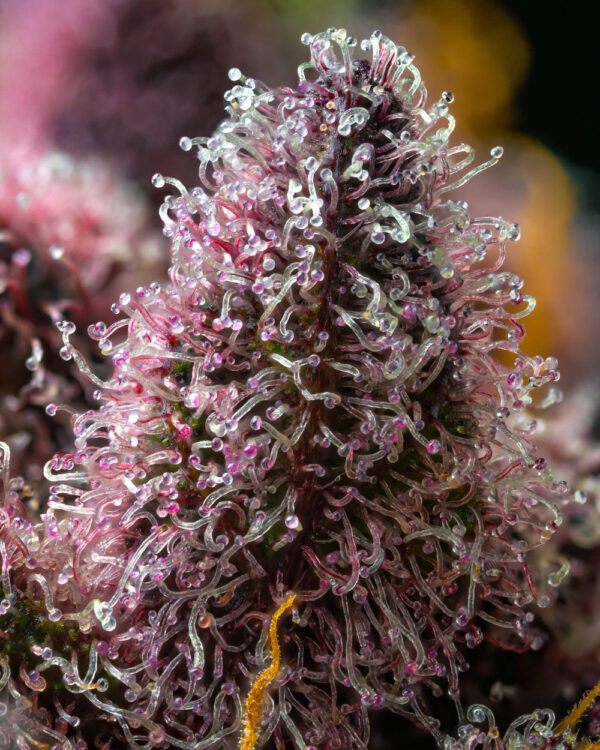 a cannabis plant grown from CHERRY POPPERS seeds by barney's farm company