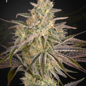 a cannabis plant grown by Cloud Walker seeds by green house company