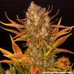 A lush, majestic, and beautiful cannabis plant full of buds, grown from Dos Si Dos Auto seeds cultivated by Barney's Farm Company.