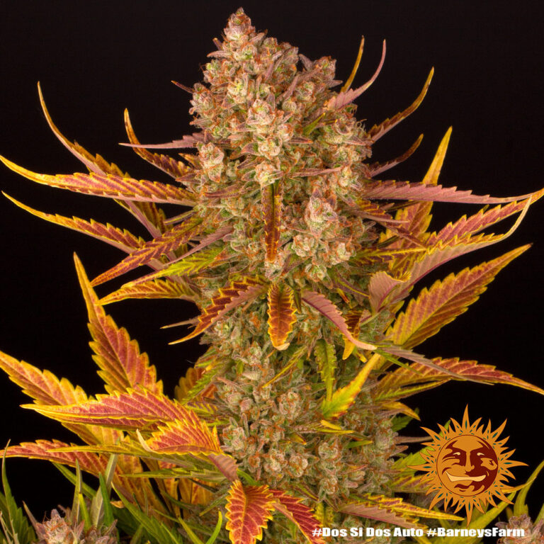 A lush, majestic, and beautiful cannabis plant full of buds, grown from Dos Si Dos Auto seeds cultivated by Barney's Farm Company.