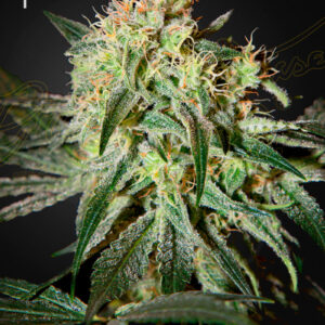 a cannabis plant grown from Damn Sour seeds by green house