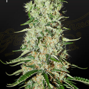 a cannabis plant grown from Damnesia by green house