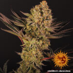 A cannabis plant grown from Dos Si Dos 33 seeds by Barney's Farm Company.