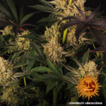 A cannabis plant grown from Dos Si Dos 33 seeds by Barney's Farm Company.