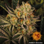 A cannabis plant grown from Dos Si Dos 33 seeds by Barney's Farm Company.