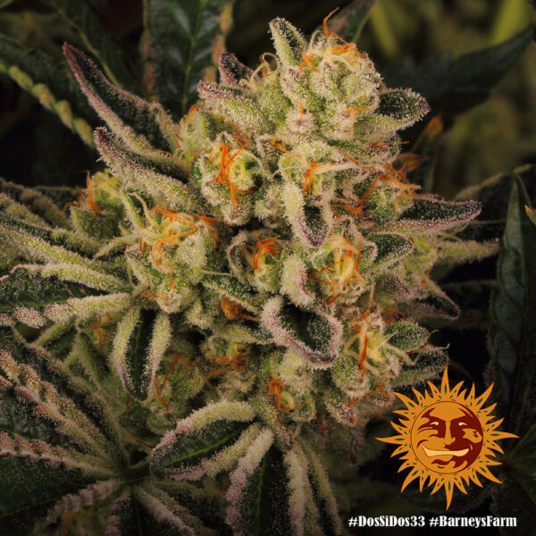 A cannabis plant grown from Dos Si Dos 33 seeds by Barney's Farm Company.
