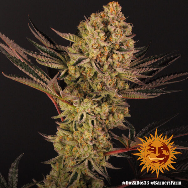 A cannabis plant grown from Dos Si Dos 33 seeds by Barney's Farm Company.