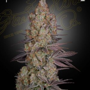 a cannabis plant grown from Exodus Cheese seeds by green house