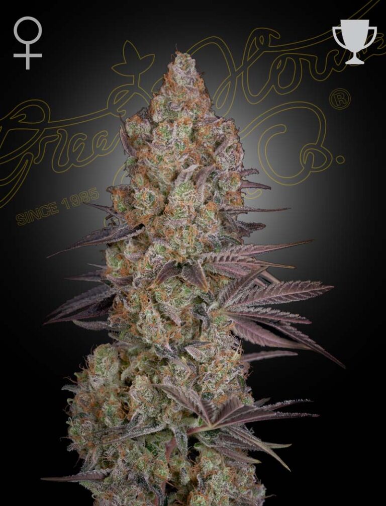 a cannabis plant grown from Exodus Cheese seeds by green house