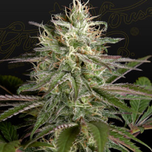 a cannabis plant grown from Exodus Cheese x Clementine seeds by green house