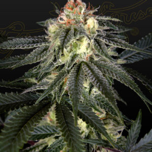 a cannabis plant grown from Exodus Cheese x Durban Panama seeds by GH