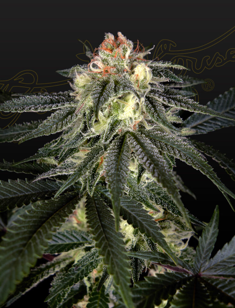 a cannabis plant grown from Exodus Cheese x Durban Panama seeds by GH