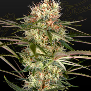 a cannabis plant grown from Exodus Cheese x Jack Herer x NL5 seeds by GH