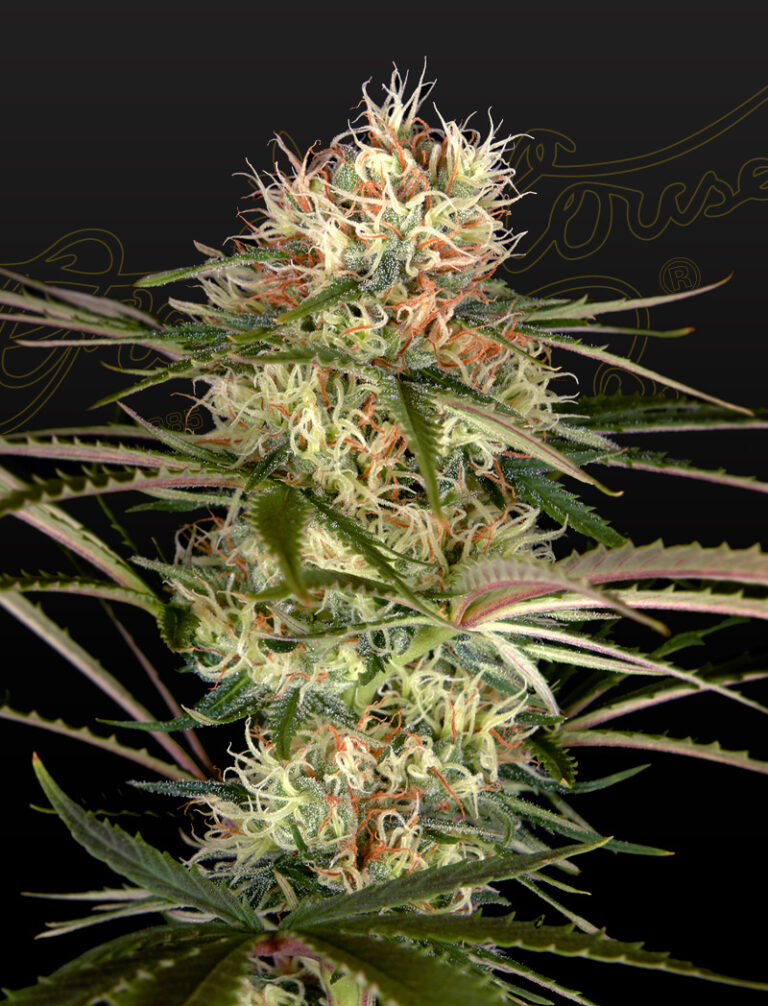 a cannabis plant grown from Exodus Cheese x Jack Herer x NL5 seeds by GH