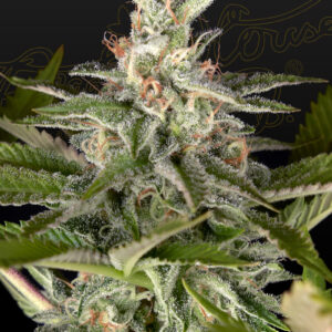 a cannabis plant grown from Exodus Cheese x Swaziland (pure landrace) seeds by Green House