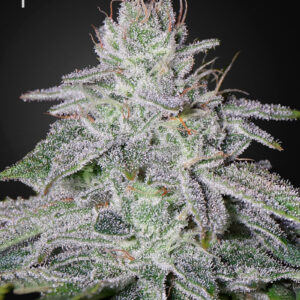 a cannabis plant grown from Franco's Lemon Cheese seeds by Green house