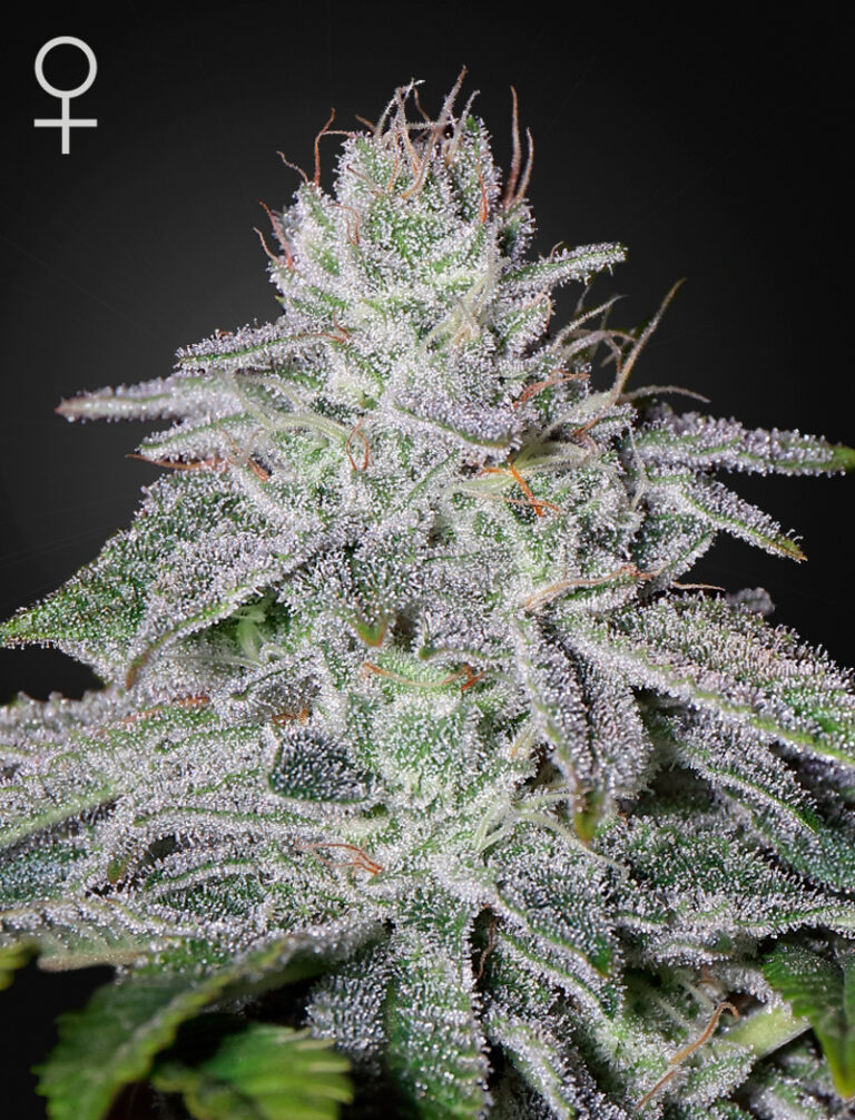 a cannabis plant grown from Franco's Lemon Cheese seeds by Green house