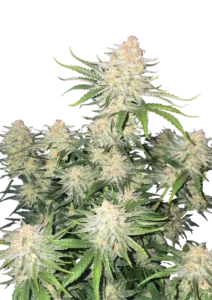 Frostbanger Auto cannabis plant displaying dense, resin-coated buds that glisten like fresh snow, set against vibrant green foliage, embodying its potent effects and rich, creamy aroma.