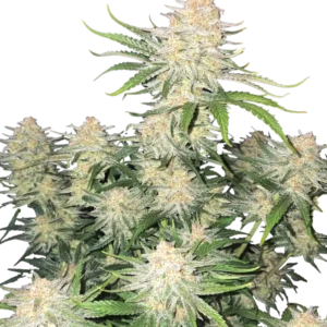 Frostbanger Auto cannabis plant displaying dense, resin-coated buds that glisten like fresh snow, set against vibrant green foliage, embodying its potent effects and rich, creamy aroma.