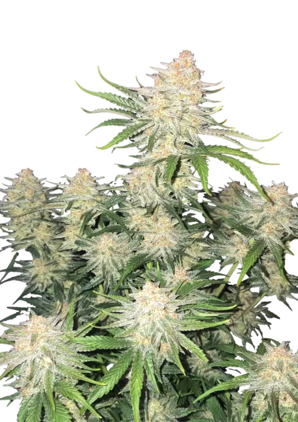 Frostbanger Auto cannabis plant displaying dense, resin-coated buds that glisten like fresh snow, set against vibrant green foliage, embodying its potent effects and rich, creamy aroma.