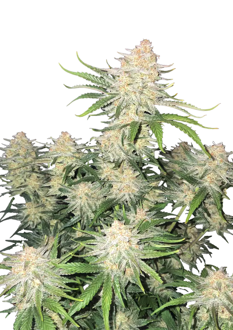 Frostbanger Auto cannabis plant displaying dense, resin-coated buds that glisten like fresh snow, set against vibrant green foliage, embodying its potent effects and rich, creamy aroma.