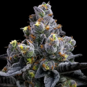 A cannabis plant grown from Garlic Cookies seeds by Barney's Farm Company.