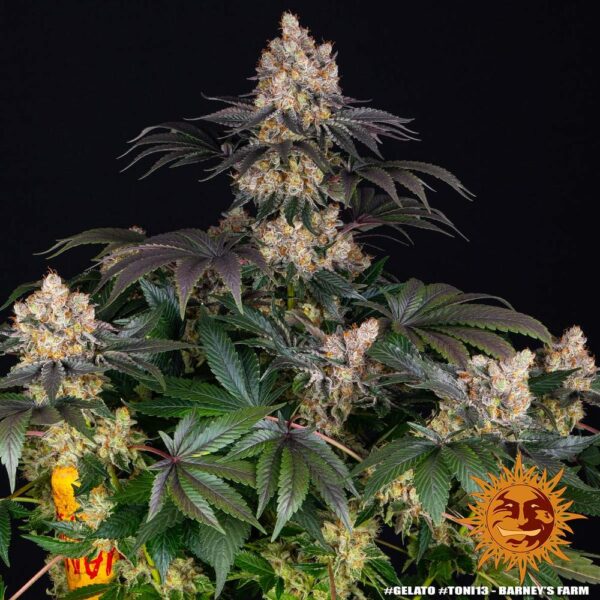 GELATO - Image 2