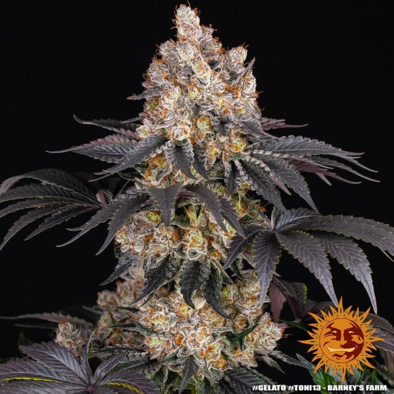 A cannabis plant grown from Gelato seeds by Barney's Farm, showcasing dense, resin-rich buds with deep coloration and a thick trichome coating.