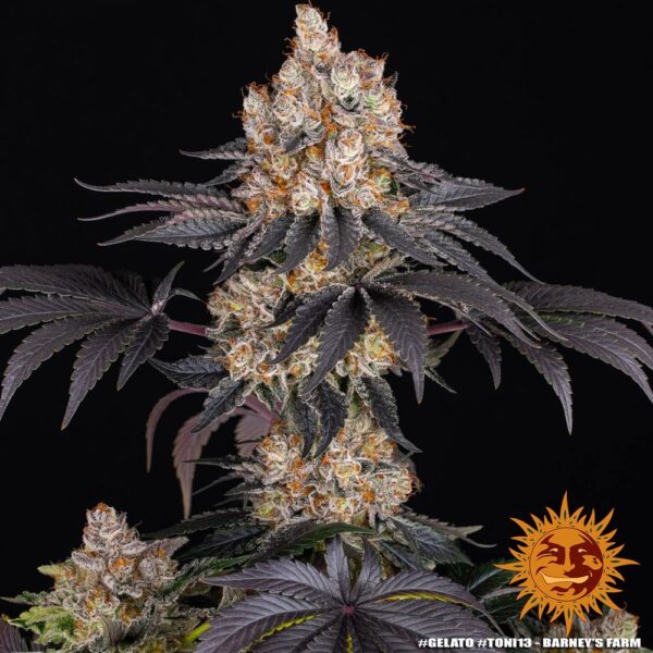 GELATO - Image 3