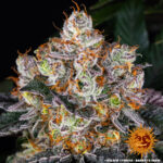 GELATO - Image 5