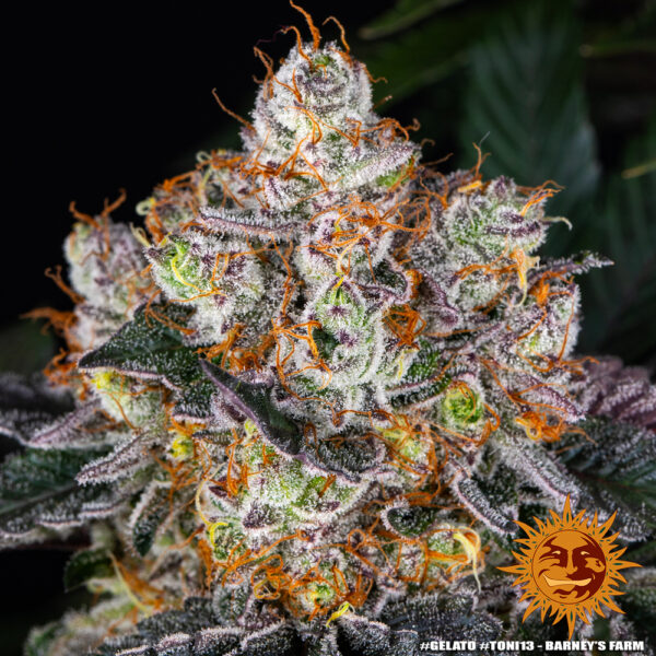 GELATO - Image 5