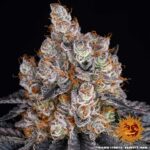 GELATO - Image 6