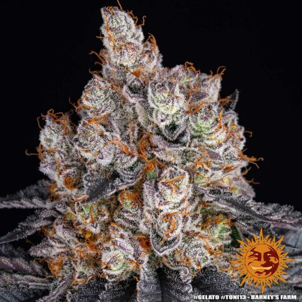 GELATO - Image 6