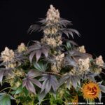 GELATO - Image 7