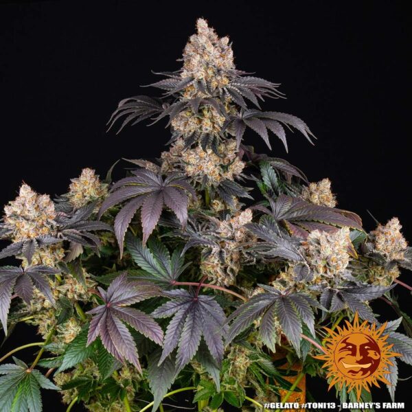 GELATO - Image 7