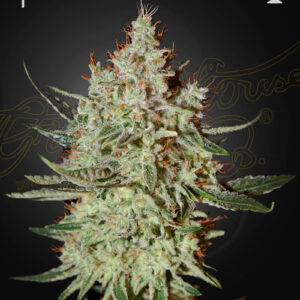 a cannabis plant grown from GH Cheese seeds by green house