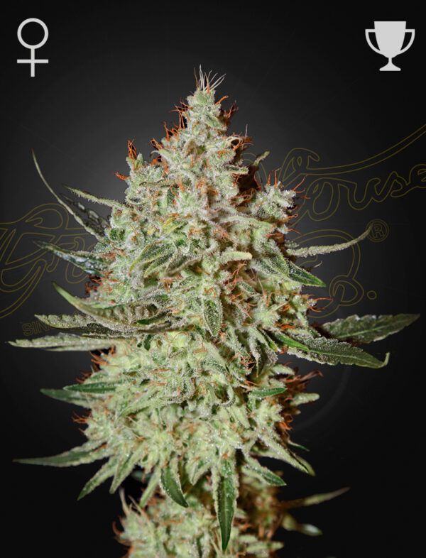 a cannabis plant grown from GH Cheese seeds by green house