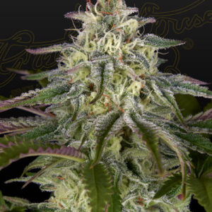 a cannabis plant grown by GH Cheese x Lemon Wookie Glue sees by green house company